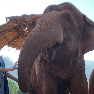 Elephant Nature Park in Thailand